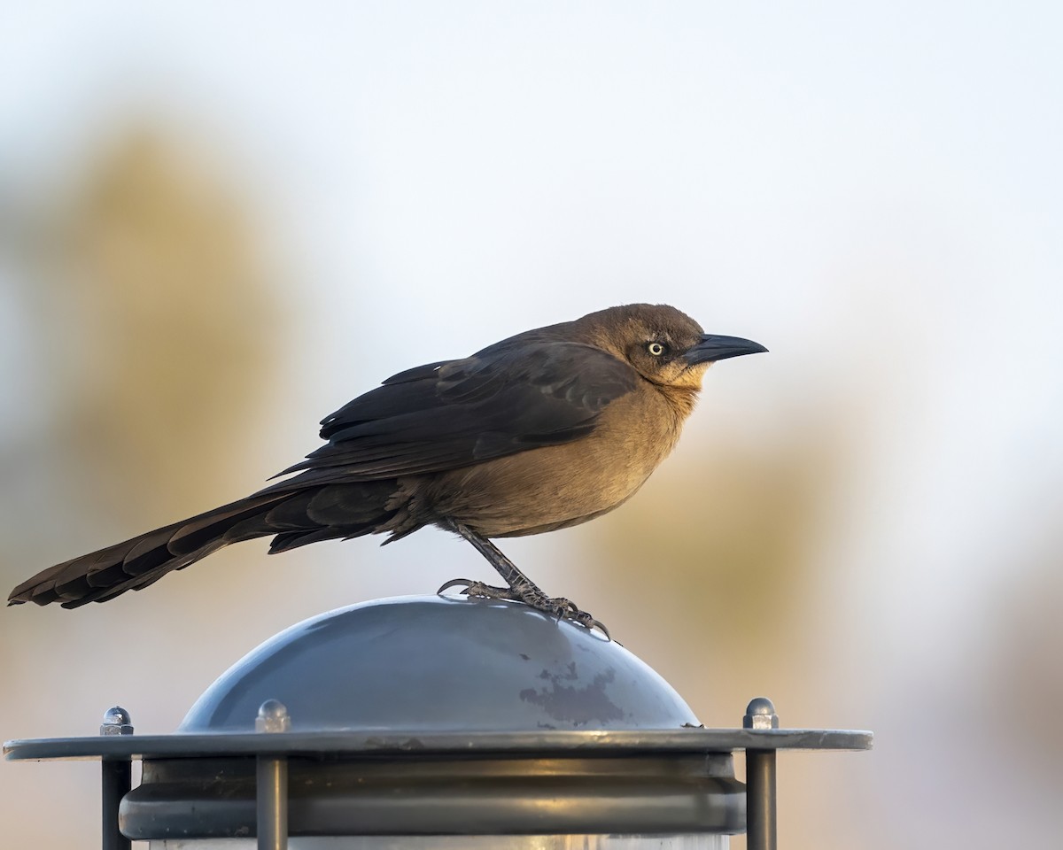 Great-tailed Grackle - ML539271601