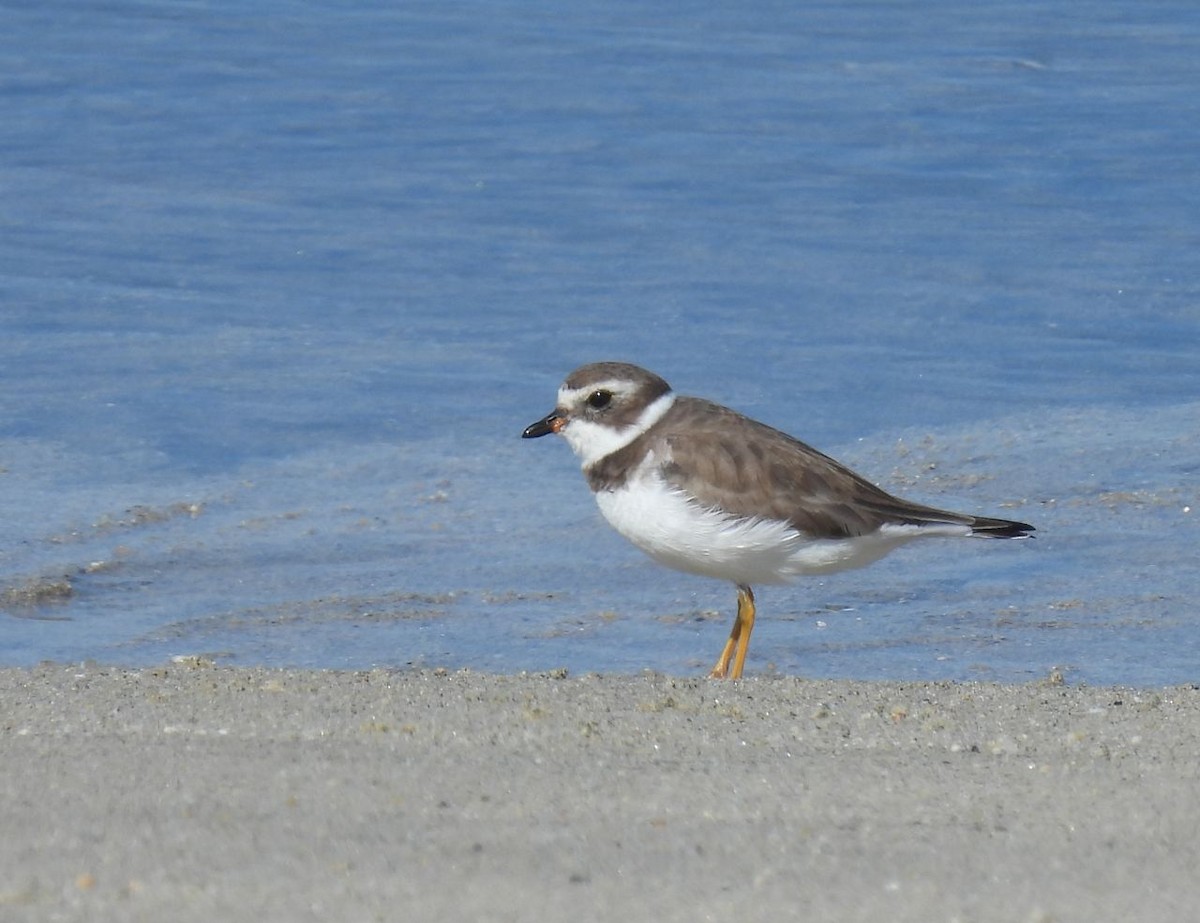 Semipalmated Plover - ML539271791