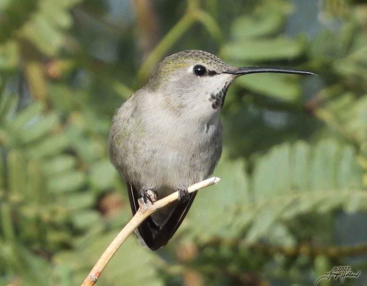 Costa's Hummingbird - ML539272321