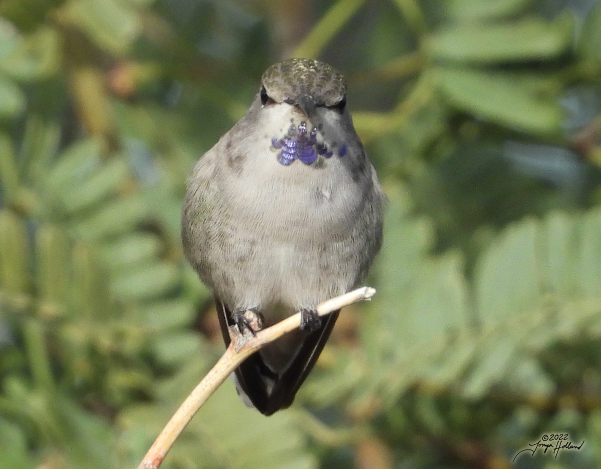 Costa's Hummingbird - ML539272481