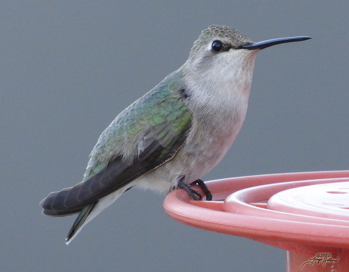 Costa's Hummingbird - ML539272561
