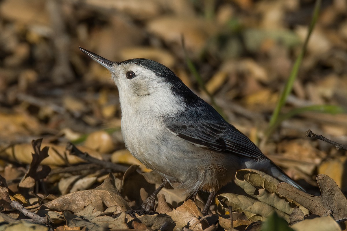 White-breasted Nuthatch - ML539273151