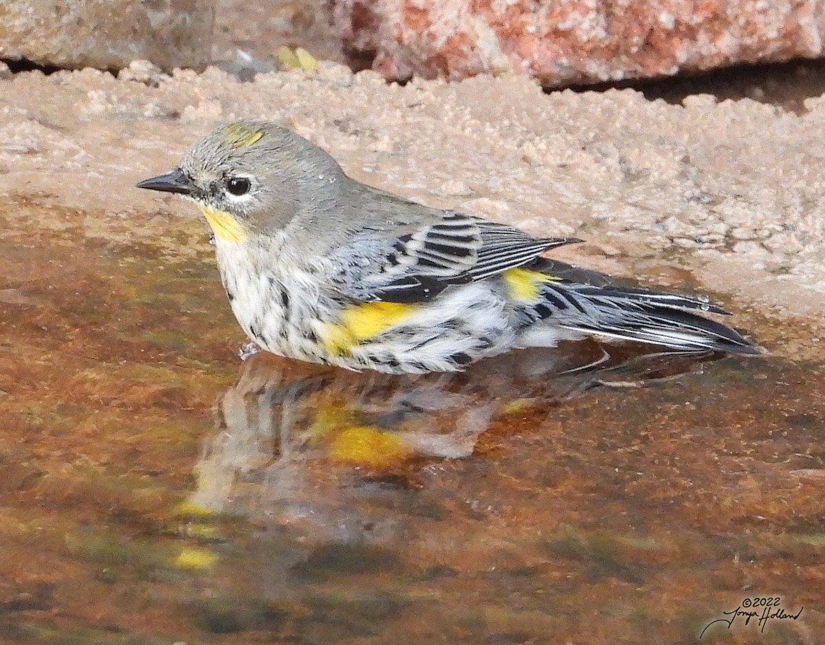 Yellow-rumped Warbler (Audubon's) - ML539275601