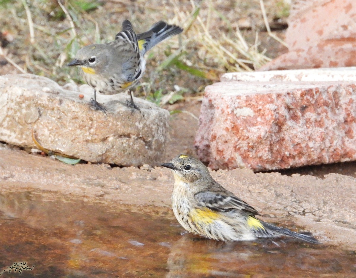 Yellow-rumped Warbler (Audubon's) - ML539275751