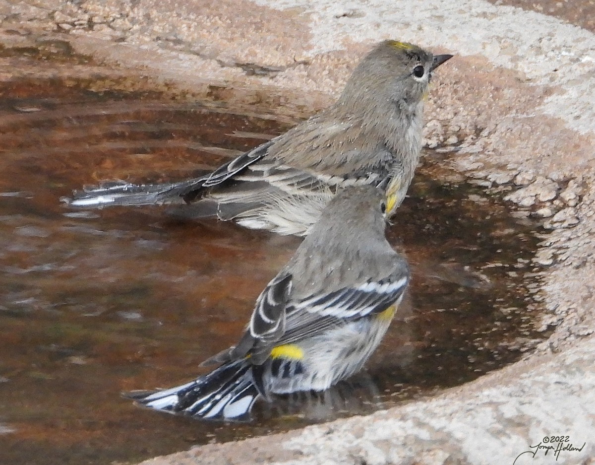 Yellow-rumped Warbler (Audubon's) - ML539276531