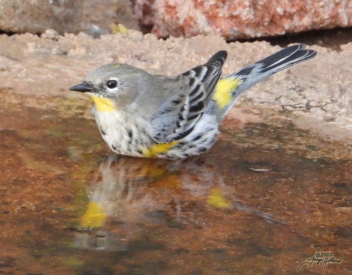 Yellow-rumped Warbler (Audubon's) - ML539276901
