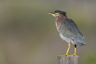 Green Heron