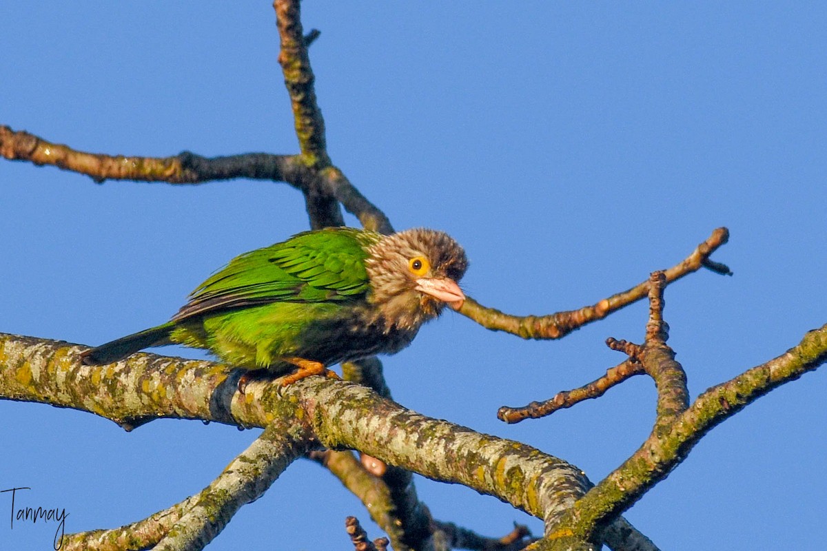 Lineated Barbet - tanmay mukhopadhyay