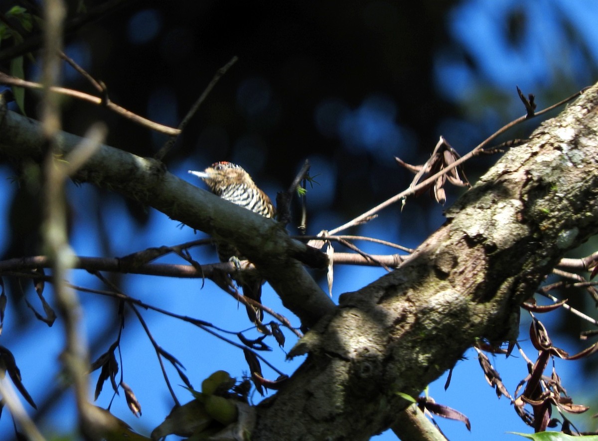 White-barred Piculet - ML539278801