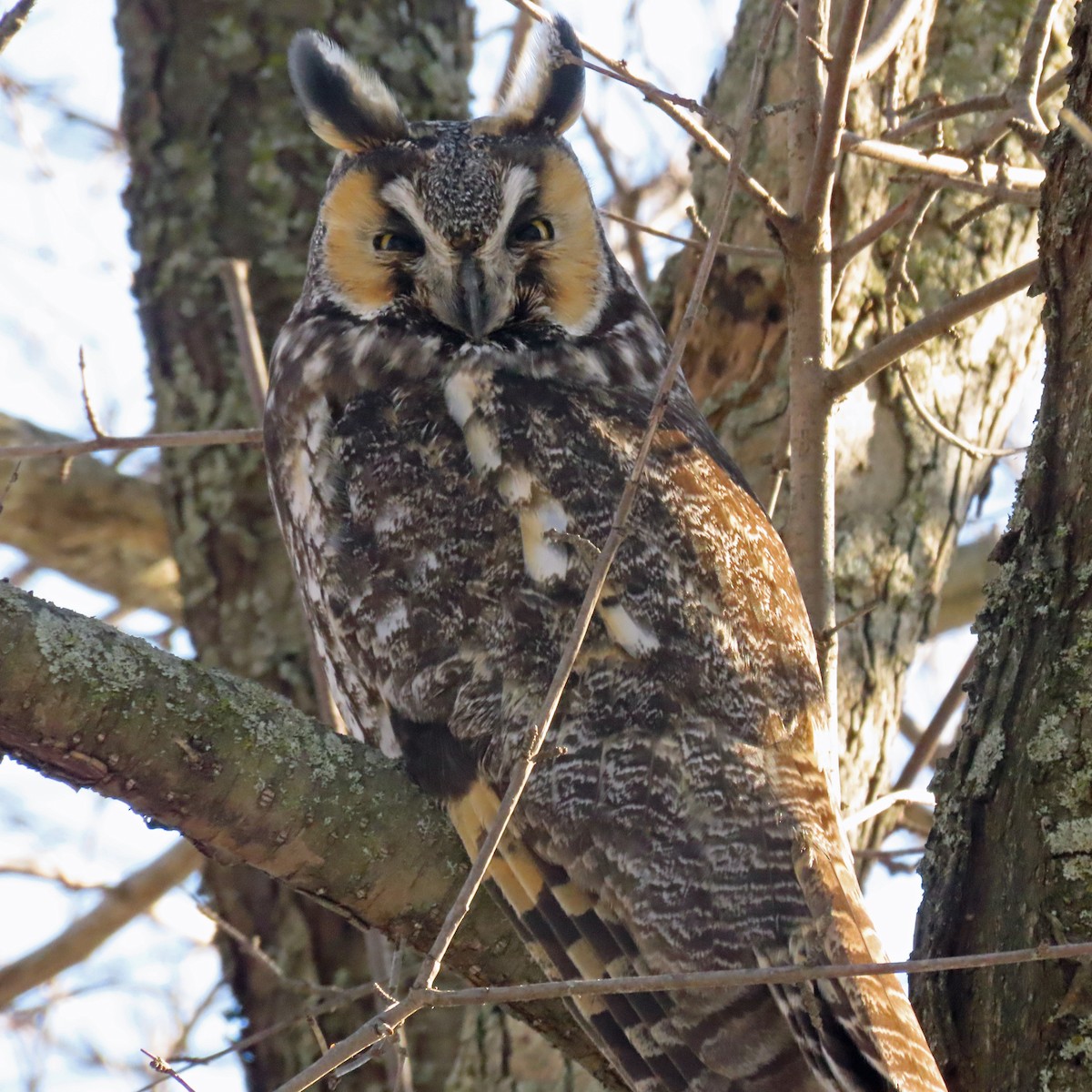 Long-eared Owl - ML539281401