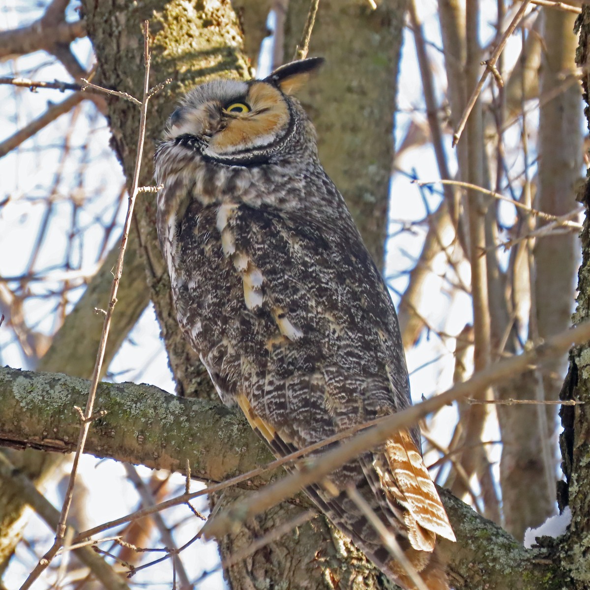 Long-eared Owl - ML539281881