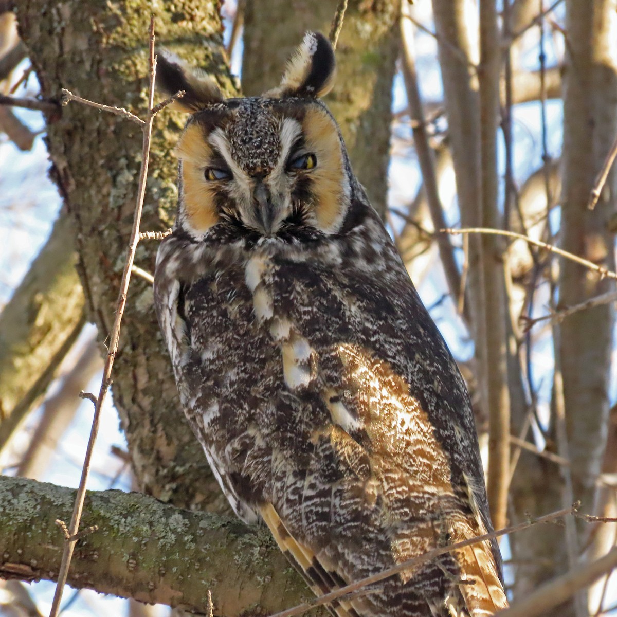 Long-eared Owl - ML539282341