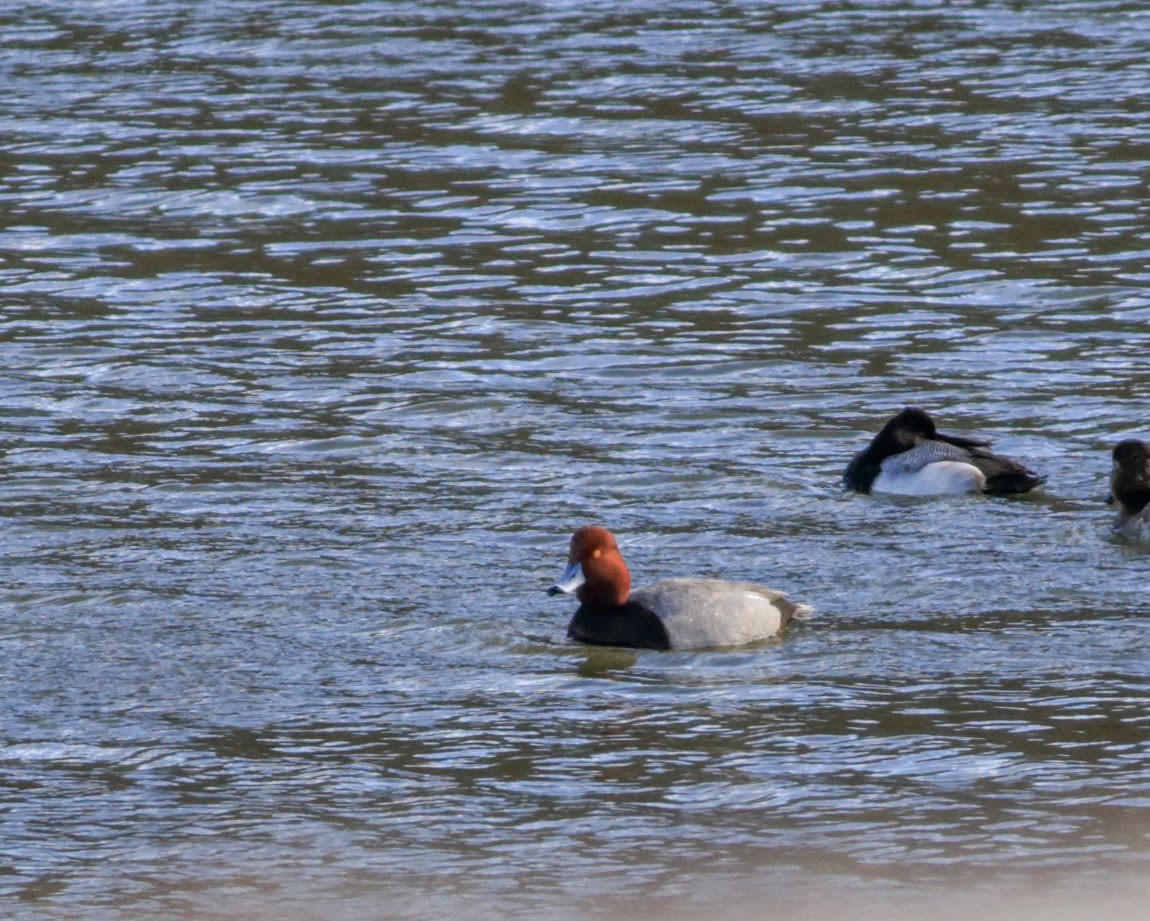 eBird Checklist - 21 Feb 2023 - Clouse Lake - 3 species