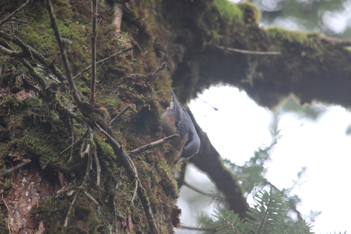 Chestnut-vented Nuthatch - Kevin Cheng