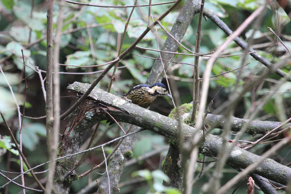 Darjeeling Woodpecker - ML539285481