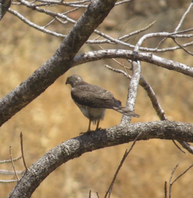 Eurasian Sparrowhawk - Laxminarayan Sonawane