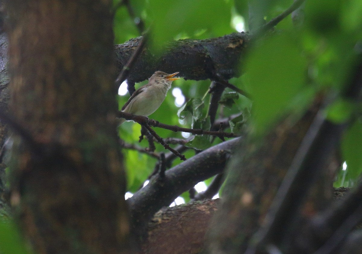 Eastern Olivaceous Warbler - Gál Szabolcs