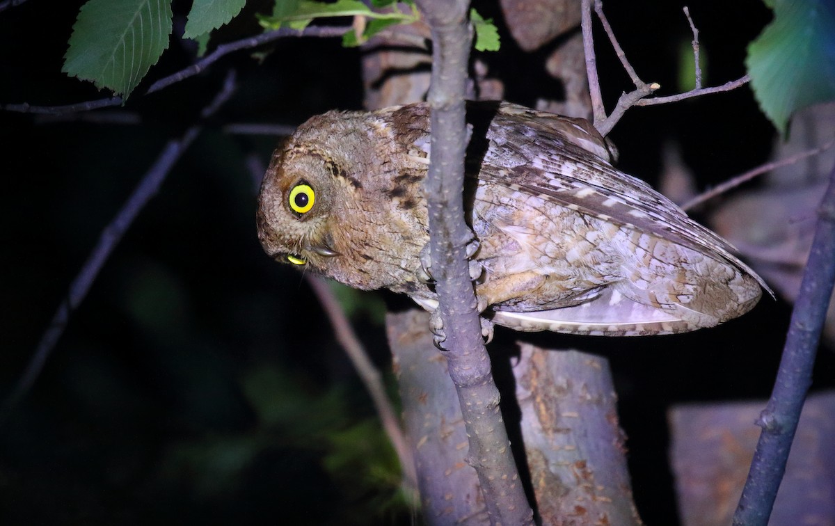 Eurasian Scops-Owl - ML539289061