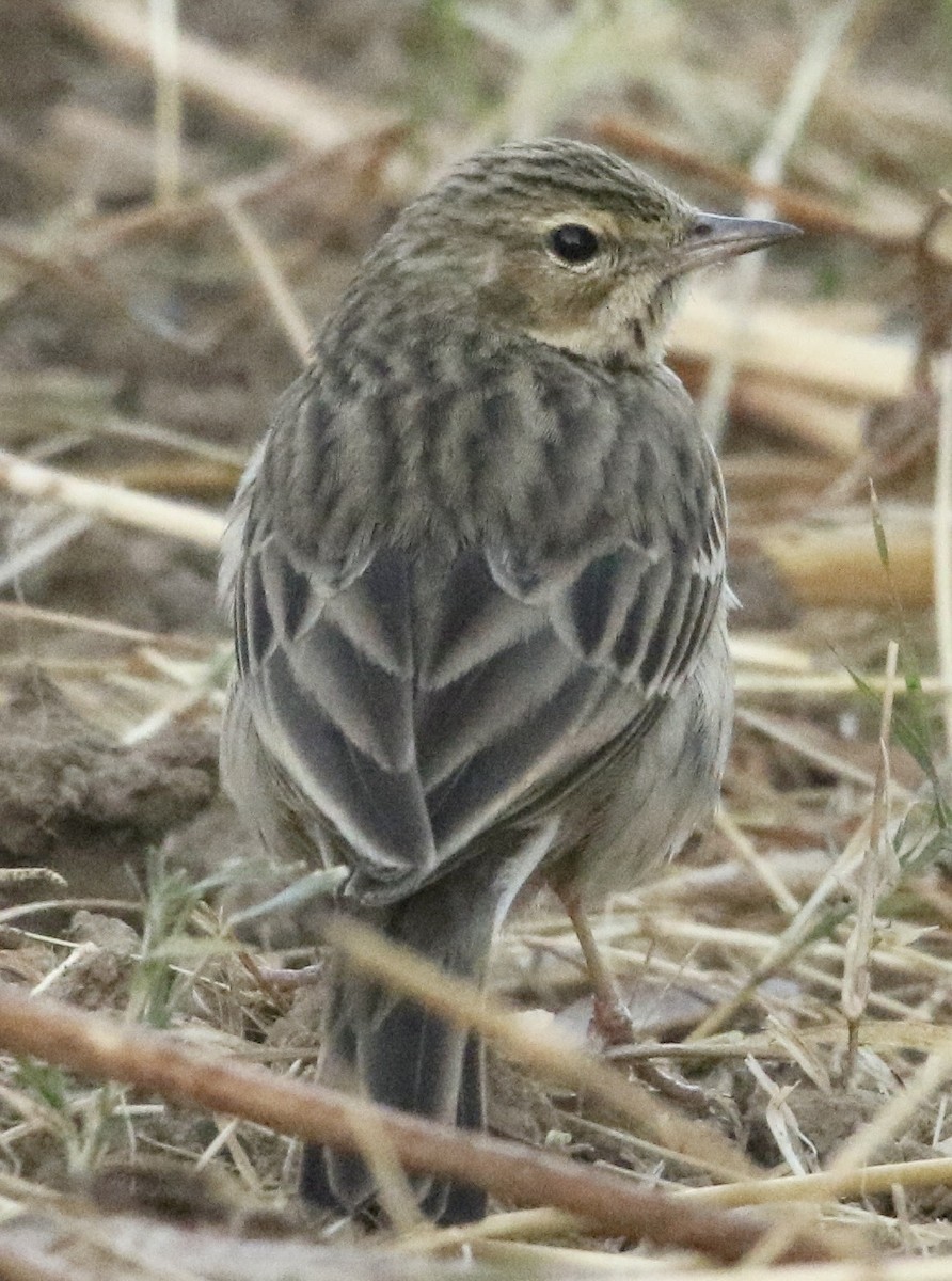 Olive-backed Pipit - ML539291301