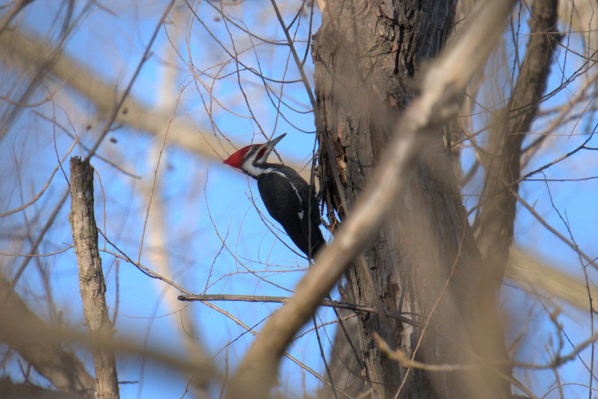 Pileated Woodpecker - ML539292411