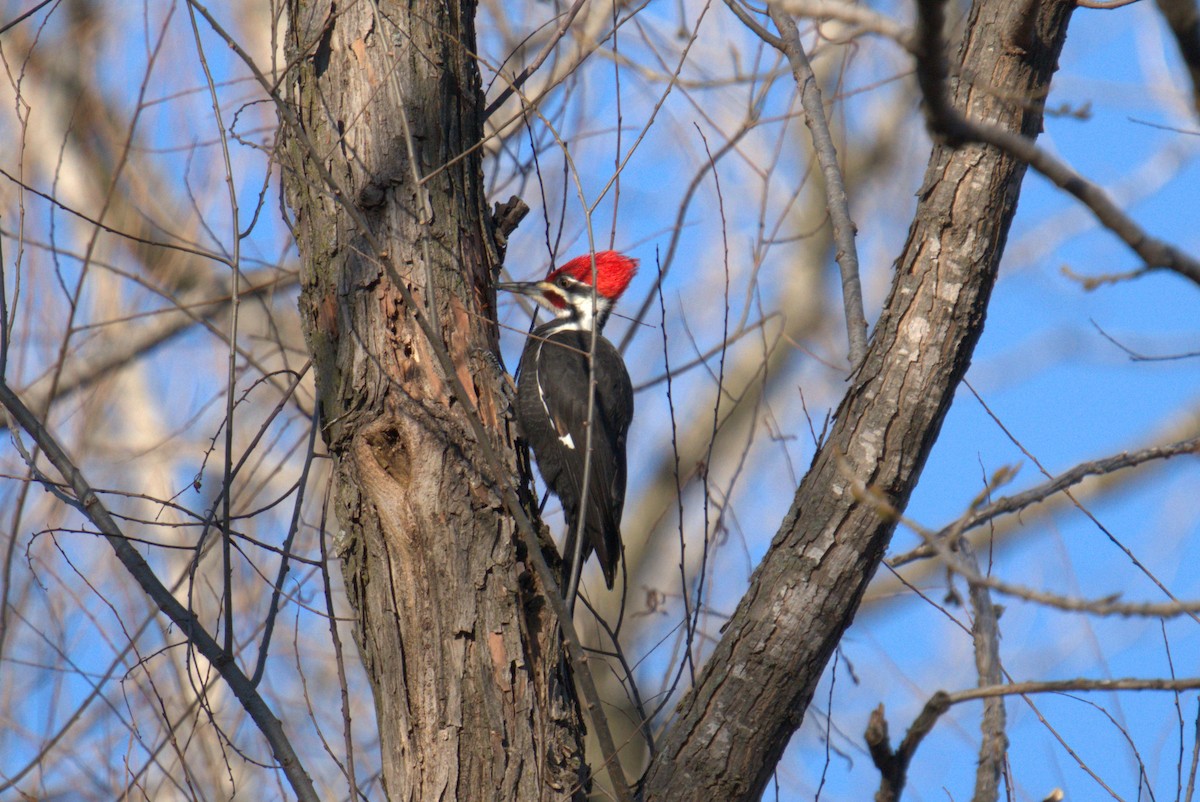 Pileated Woodpecker - ML539292421