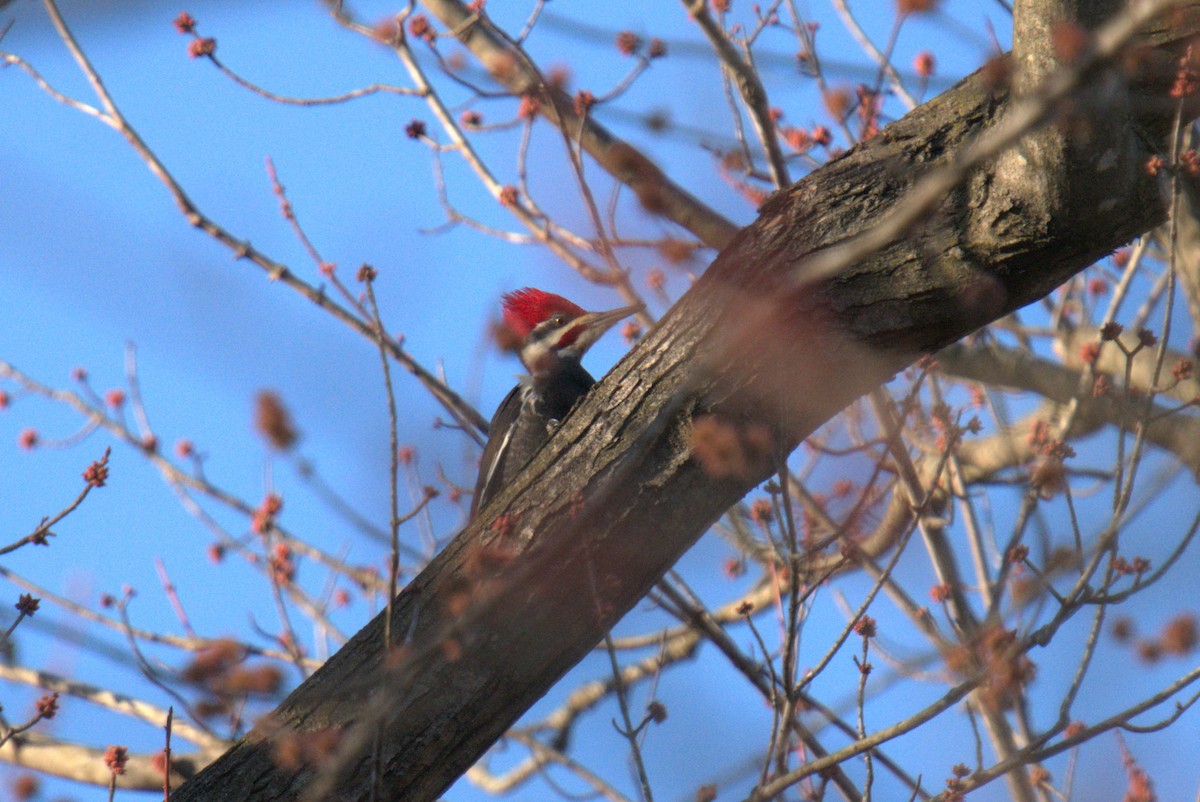 Pileated Woodpecker - ML539292431