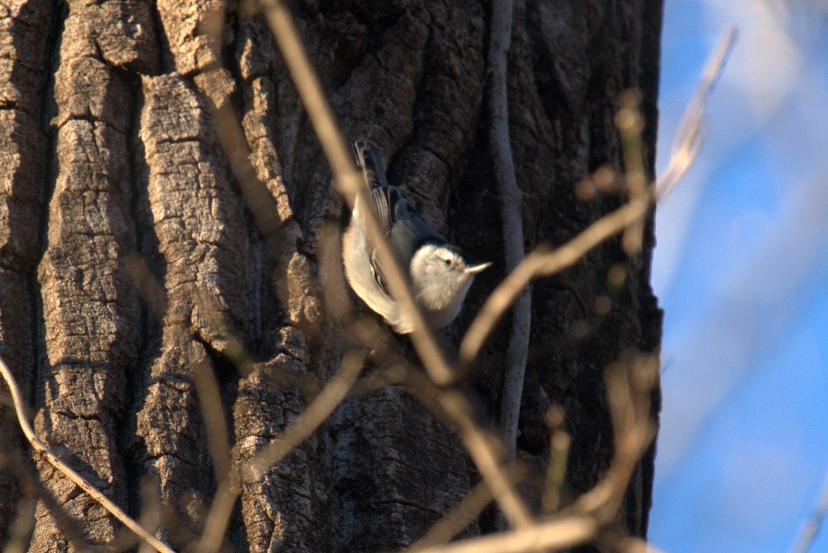 White-breasted Nuthatch - ML539292751