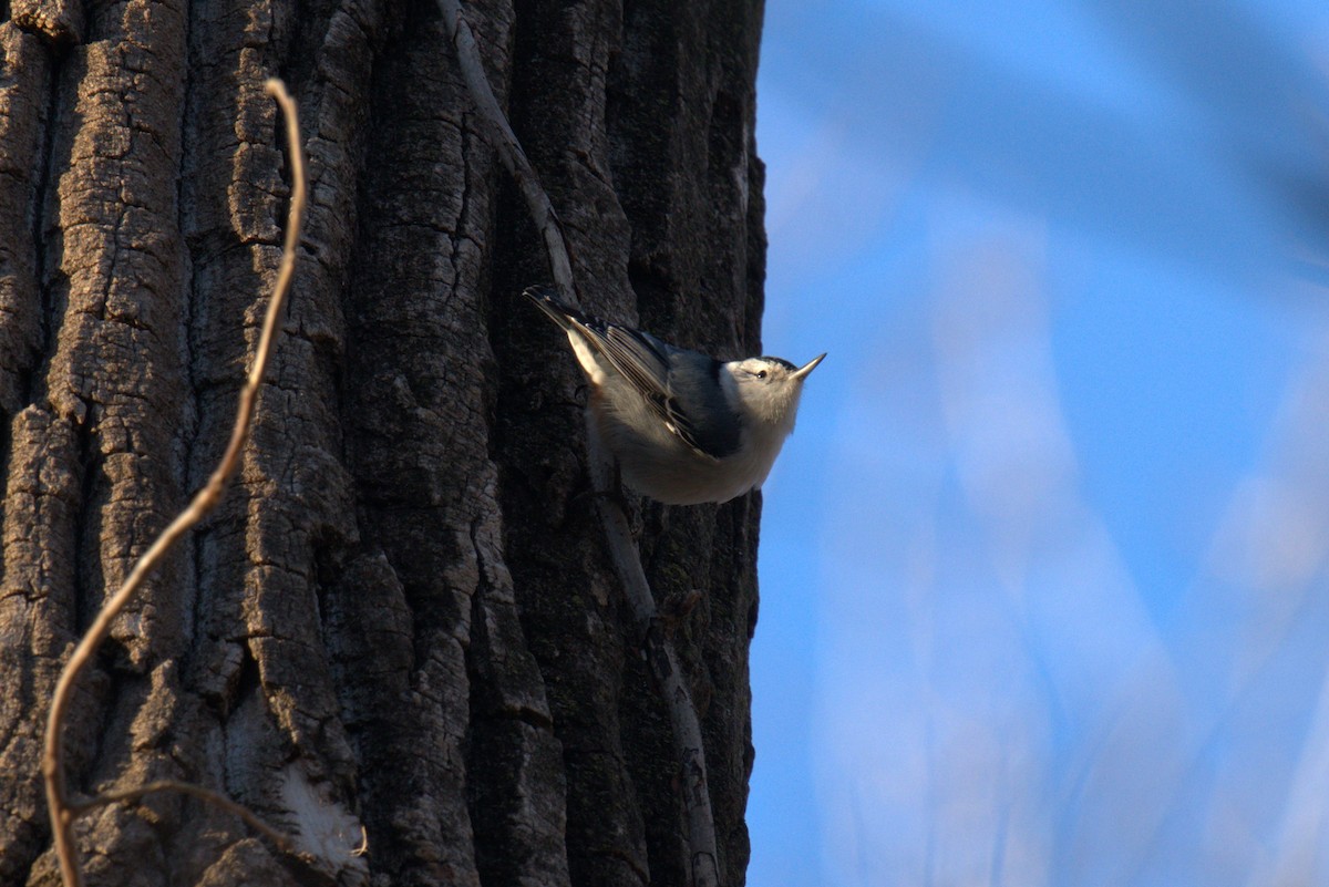 White-breasted Nuthatch - ML539292761