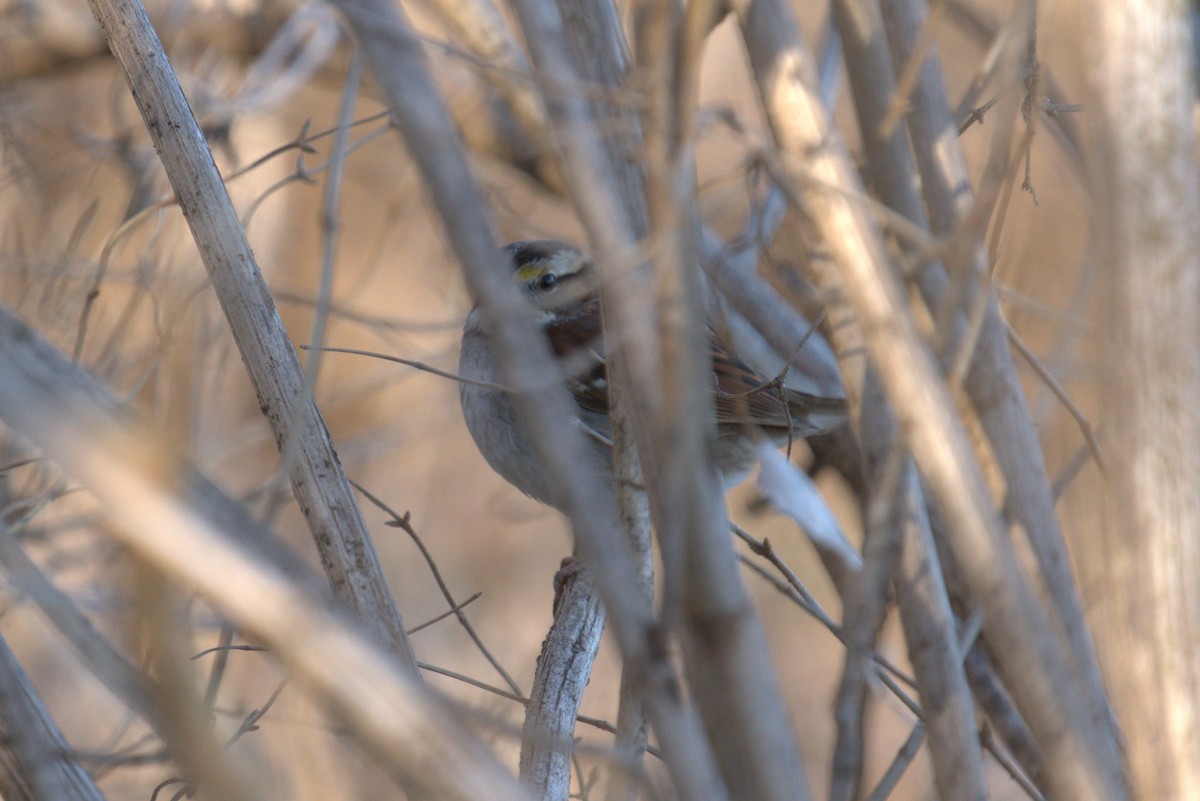 White-throated Sparrow - ML539293181