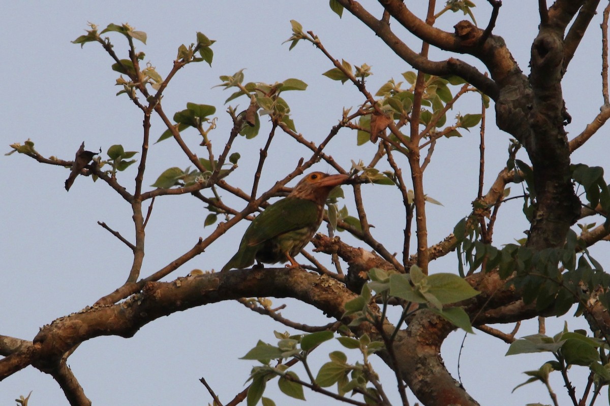 Lineated Barbet - ML53929881