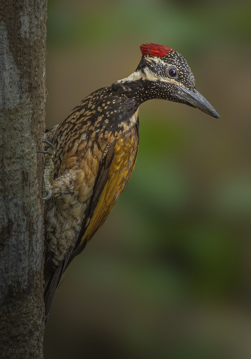 Black-rumped Flameback - ML539303121