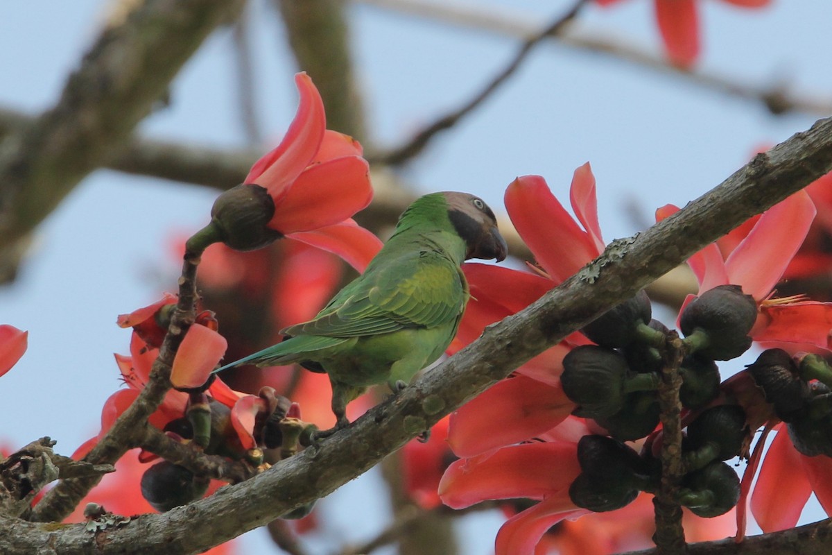 Red-breasted Parakeet - ML53930321