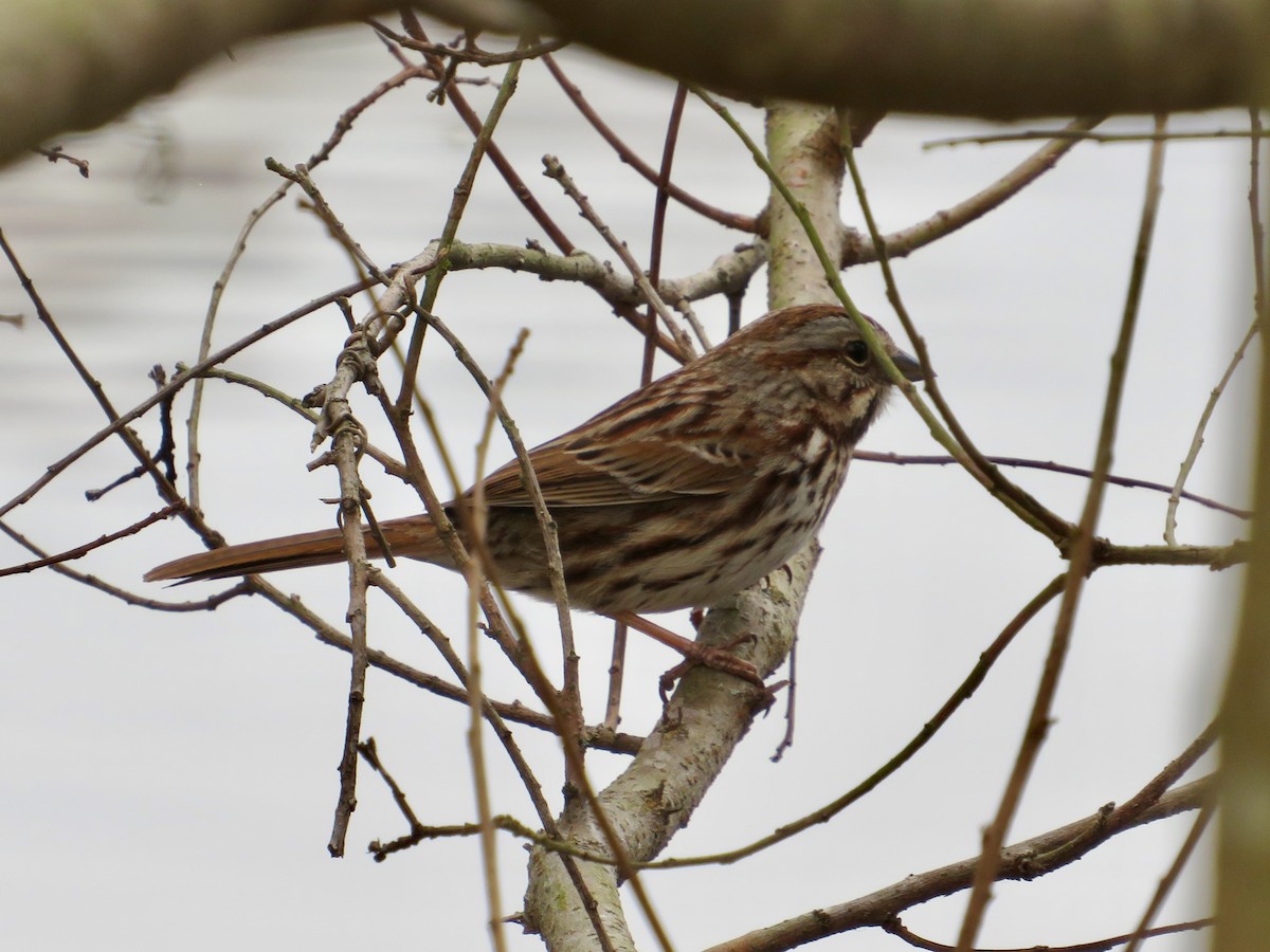 Song Sparrow - Anne Armstrong