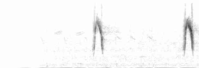  - Citrine Wagtail (Gray-backed)