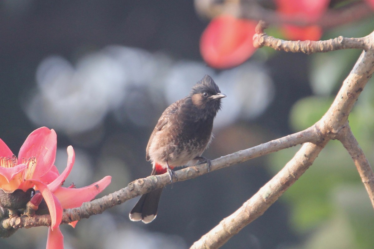 Red-vented Bulbul - ML53931351