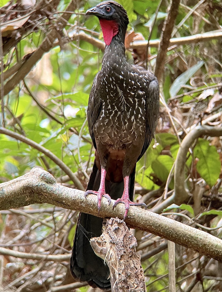 Crested Guan - ML539314501