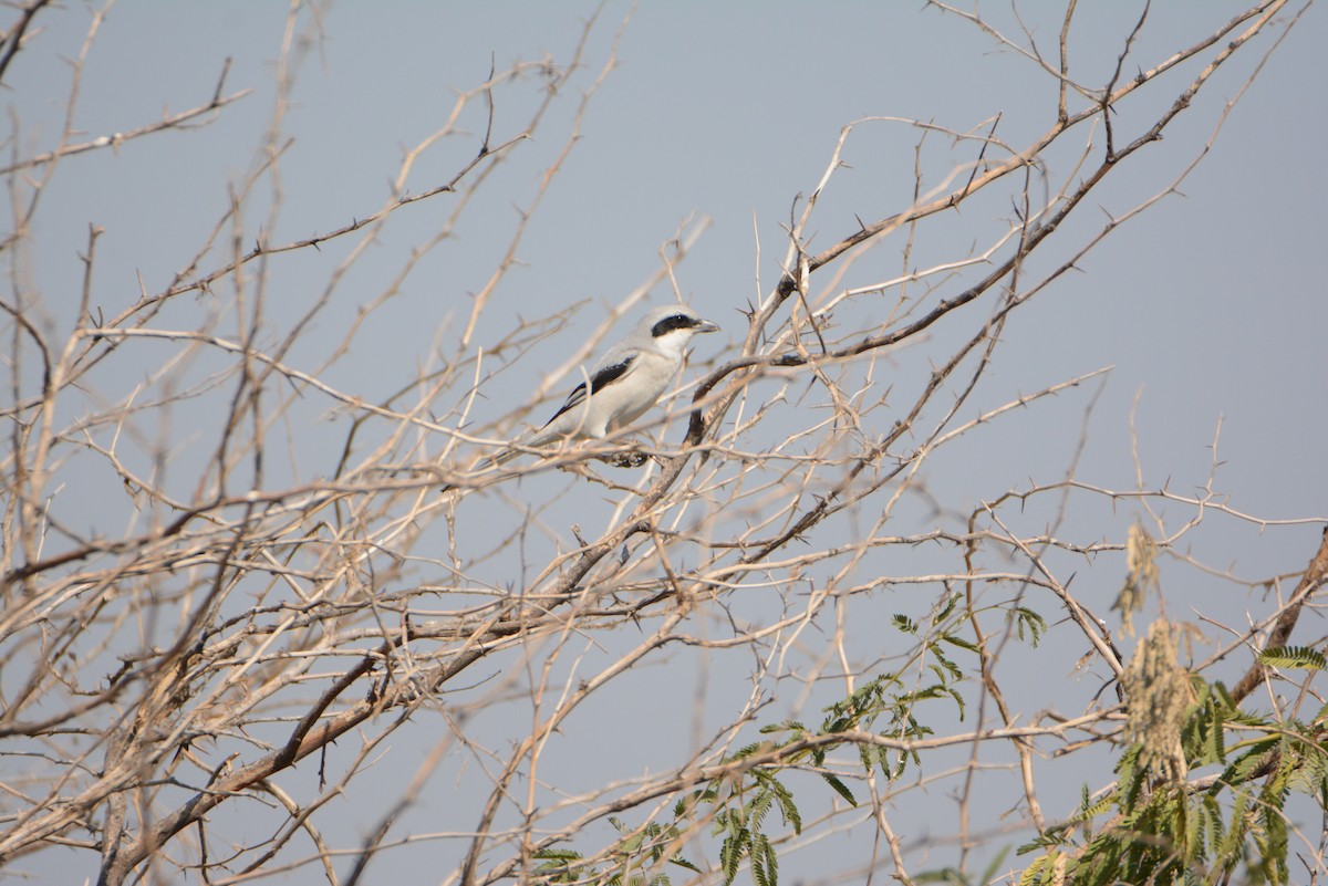 Great Gray Shrike (Indian) - ML539314911