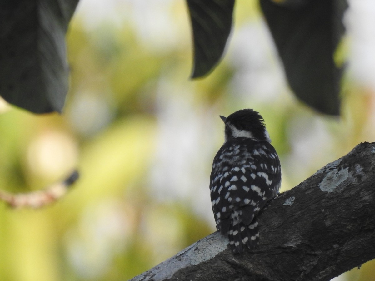 Brown-capped Pygmy Woodpecker - PRIYA  AV