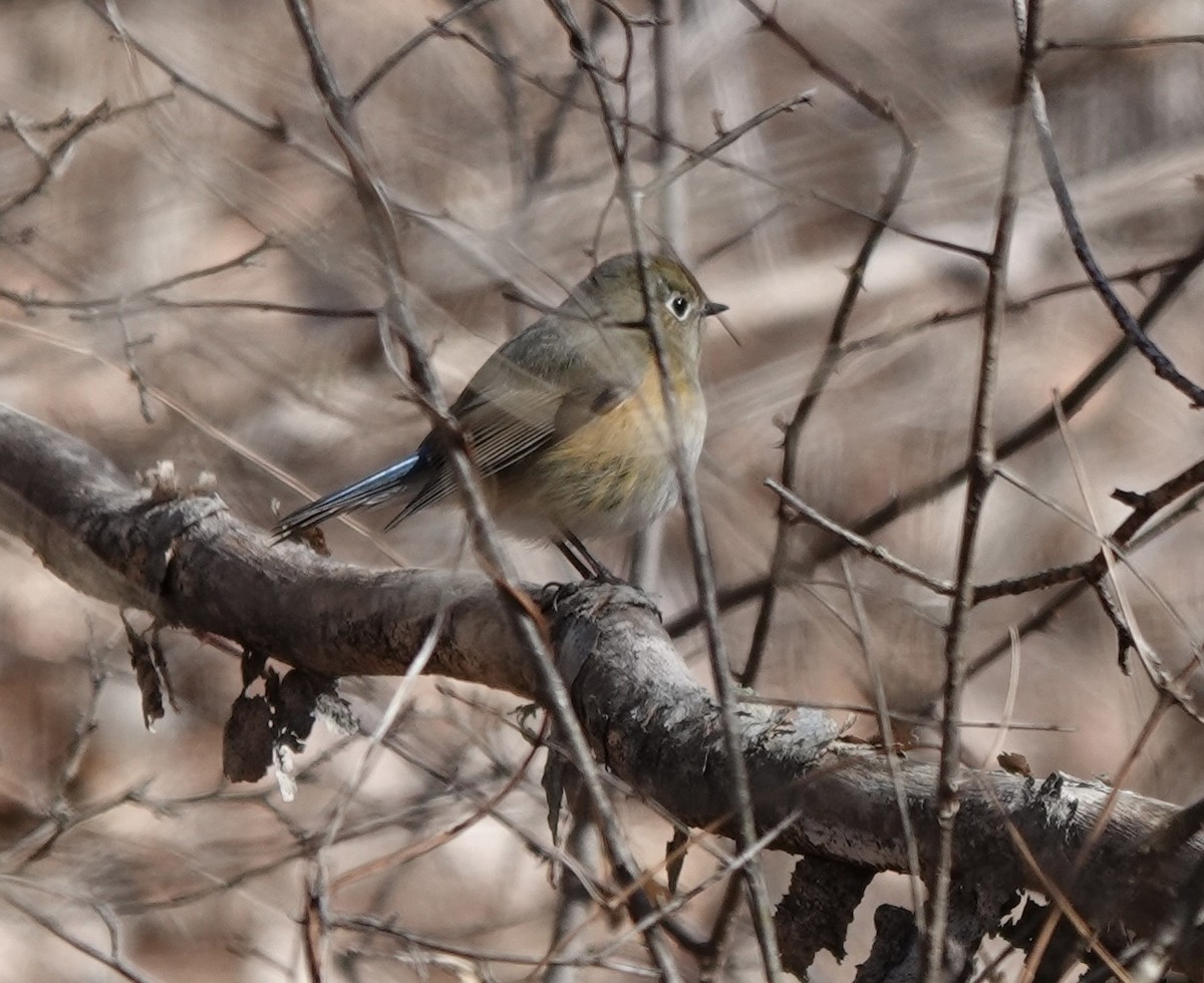 Red-flanked Bluetail - ML539316911