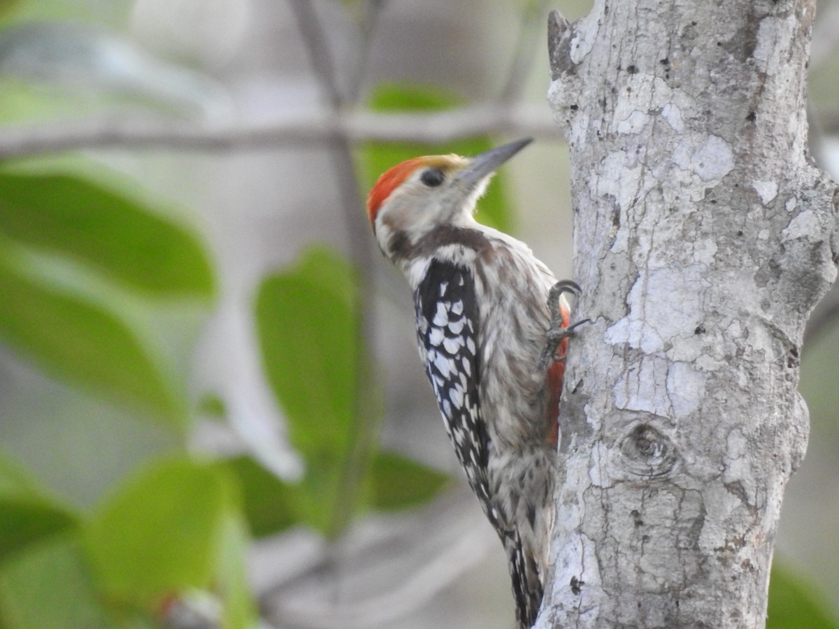 Yellow-crowned Woodpecker - ML539317411