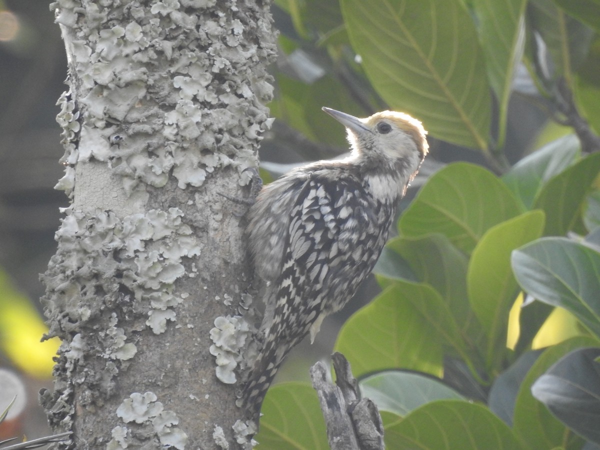 Yellow-crowned Woodpecker - ML539317661