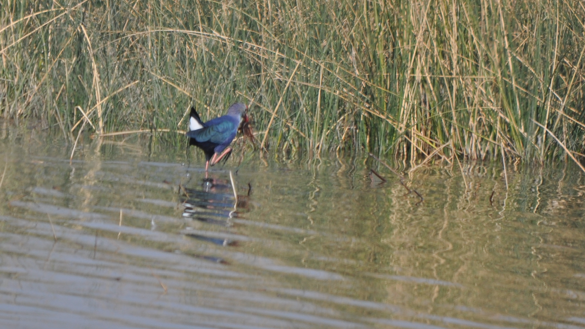 Gray-headed Swamphen - Anup Chavda
