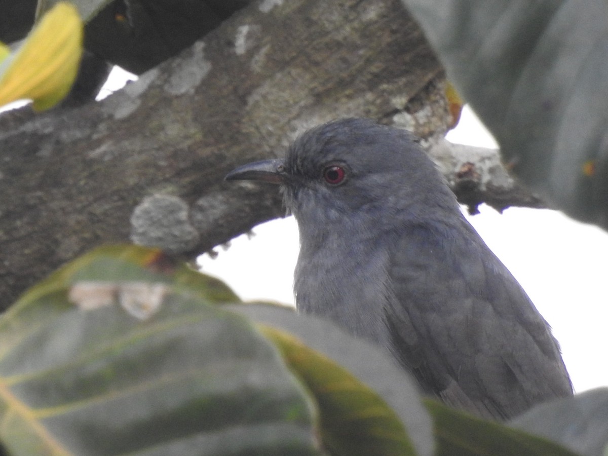 Gray-bellied Cuckoo - ML539323301