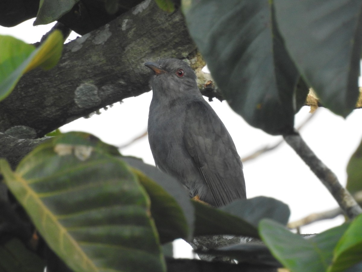 Gray-bellied Cuckoo - ML539323501