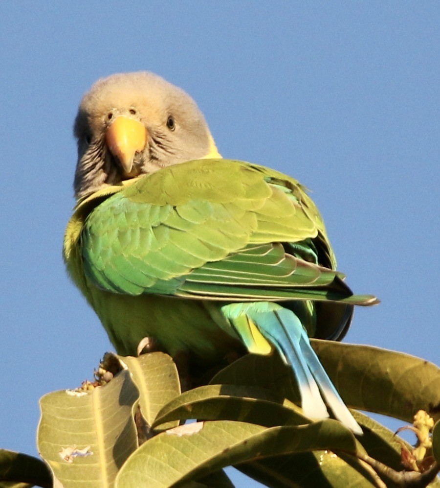 Plum-headed Parakeet - ML539328381