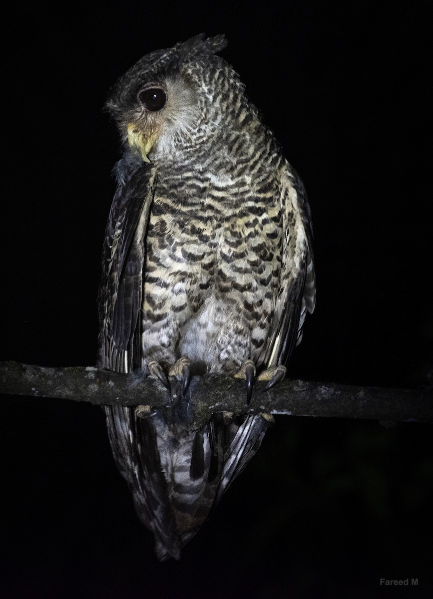 Spot-bellied Eagle-Owl - ML539330131