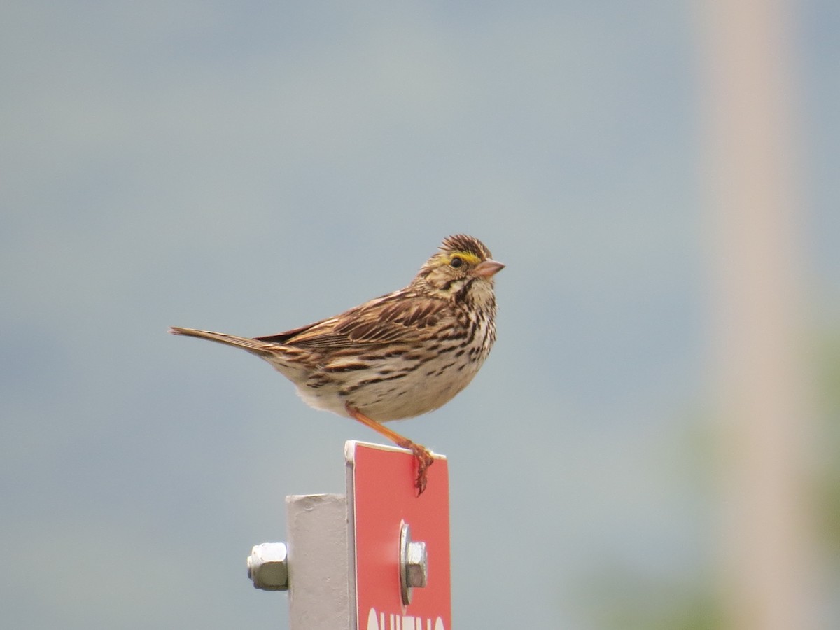 Savannah Sparrow - ML539334661