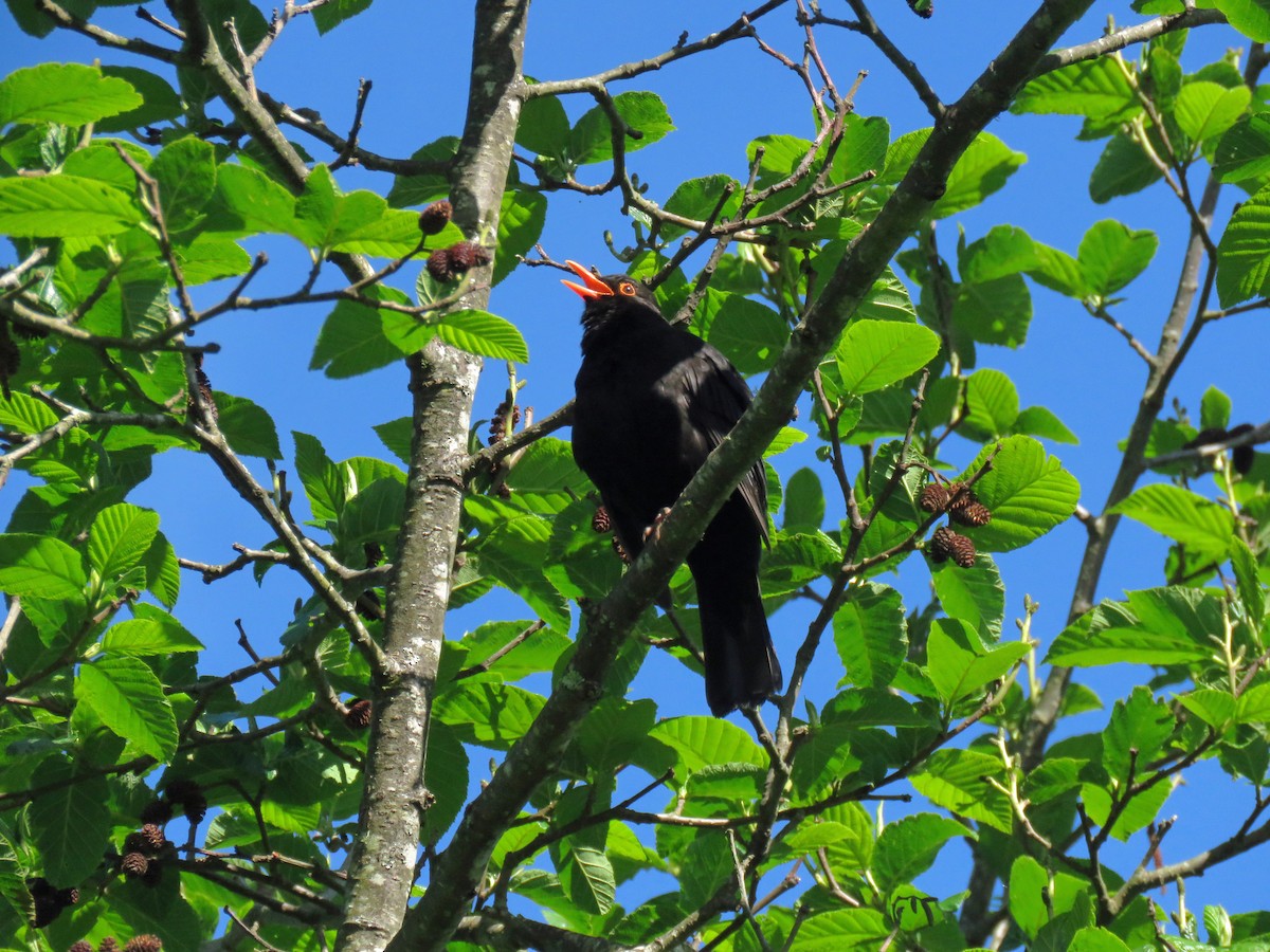 Eurasian Blackbird - ML539338331