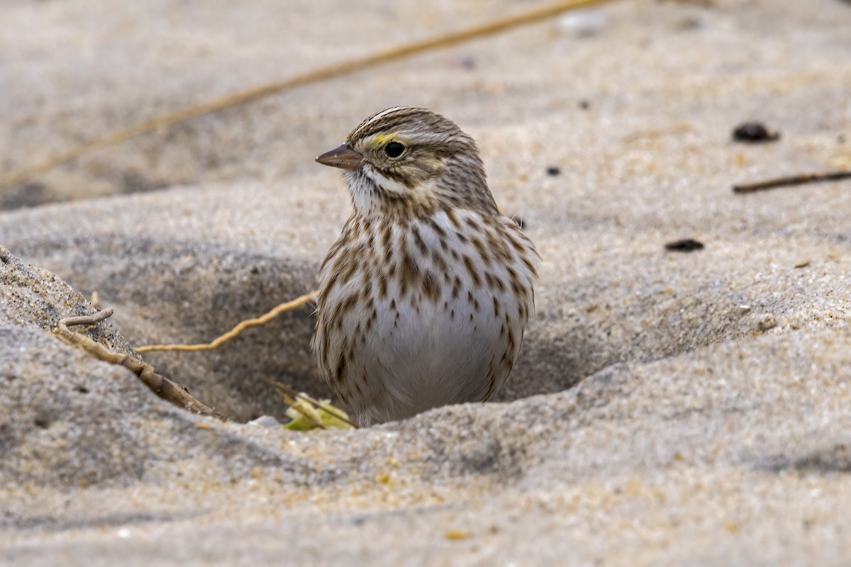 Savannah Sparrow (Ipswich) - ML539341511