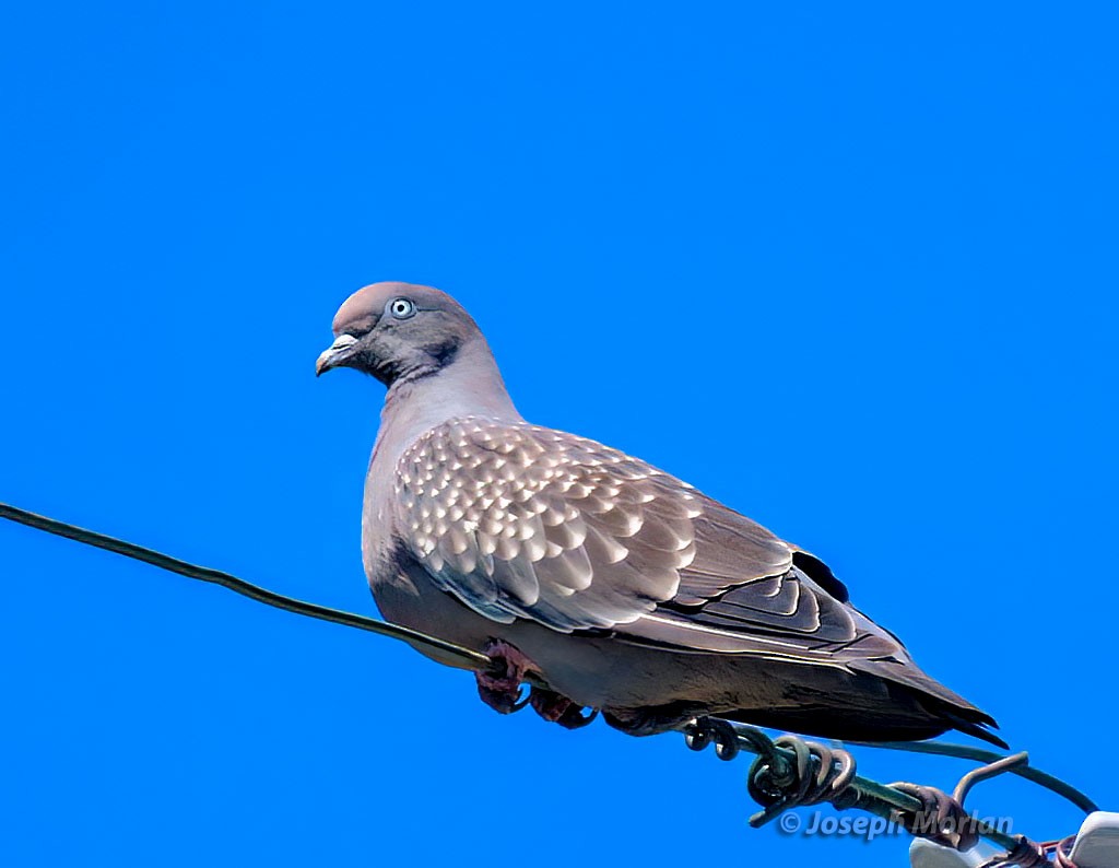 Spot-winged Pigeon - Joseph Morlan